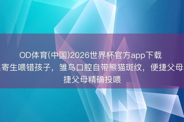 OD体育(中国)2026世界杯官方app下载 为陈腐巢寄生喂错孩子，雏鸟口腔自带熊猫斑纹，便捷父母精确投喂